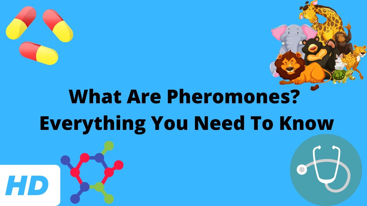 What Are Pheromones? Everything You Need To Know
