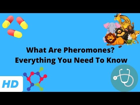 What Are Pheromones? Everything You Need To Know